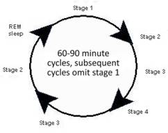 sleep cycles.JPG